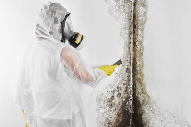 Best Black Mold Removal  in Paulsboro, NJ