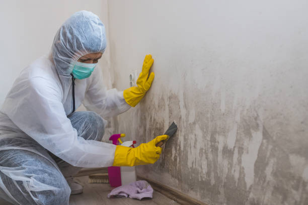 Best Black Mold Removal  in Paulsboro, NJ