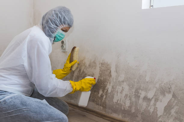 Home Mold Removal in Paulsboro, NJ