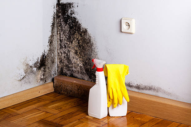 Best Residential Mold Removal  in Paulsboro, NJ