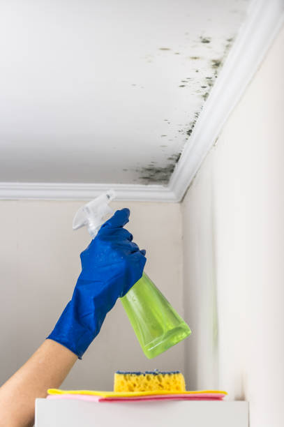 Best Attic Mold Removal  in Paulsboro, NJ